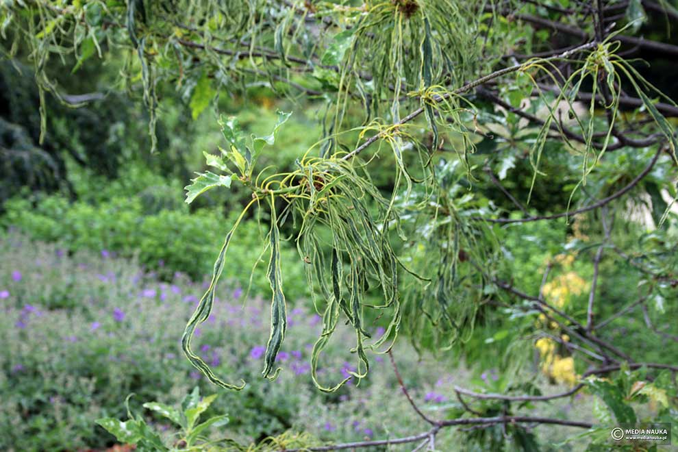 dąb bezszypułkowy (Quercus petraea)