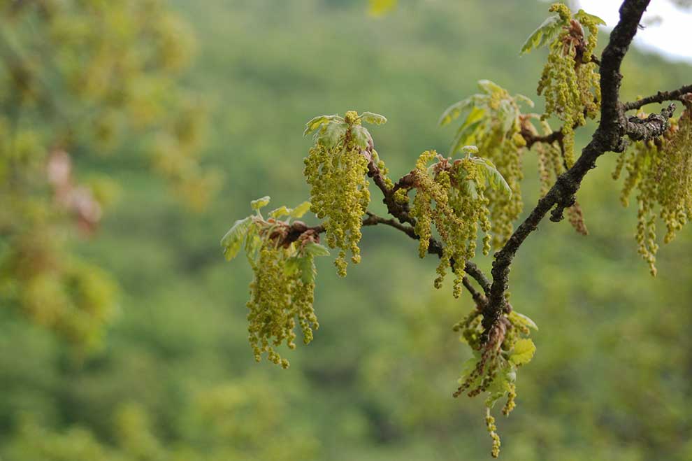 dąb bezszypułkowy (Quercus petraea)