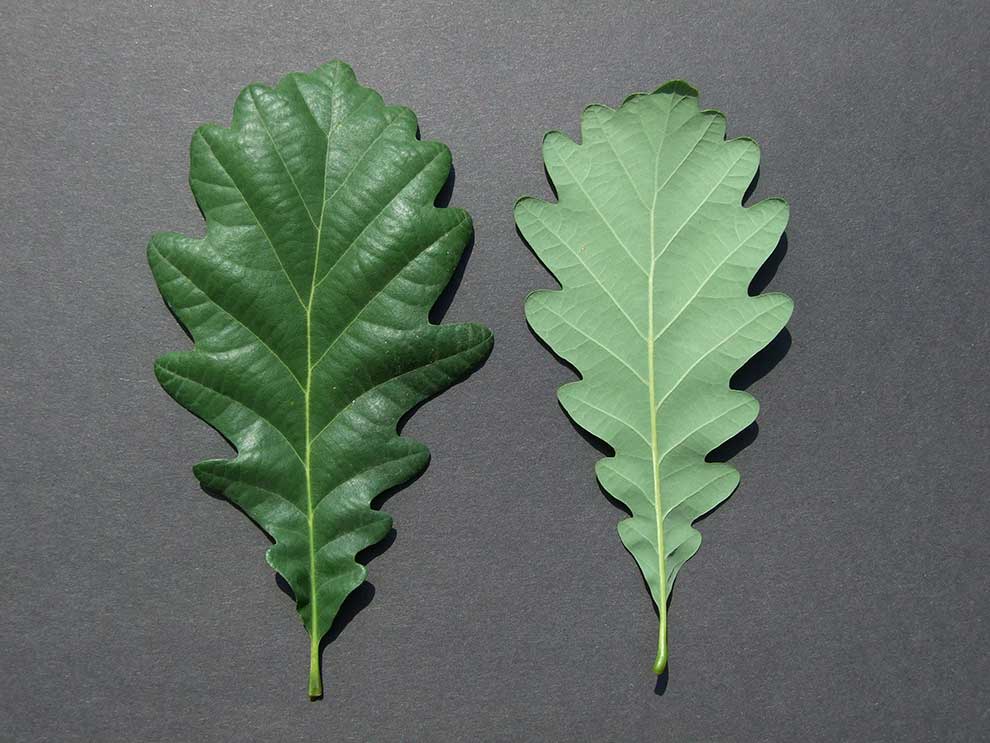 dąb bezszypułkowy (Quercus petraea)