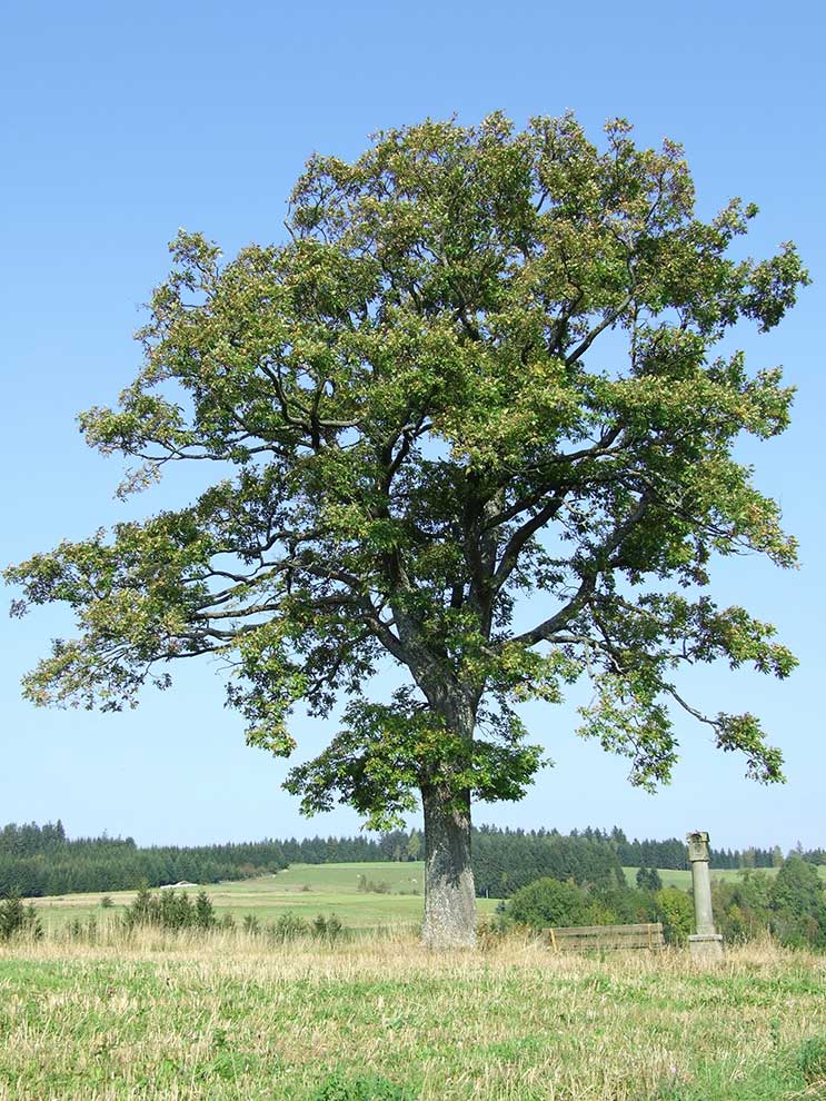 dąb bezszypułkowy (Quercus petraea)