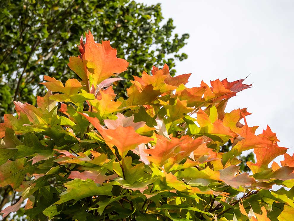 dąb błotny (Quercus palustris)