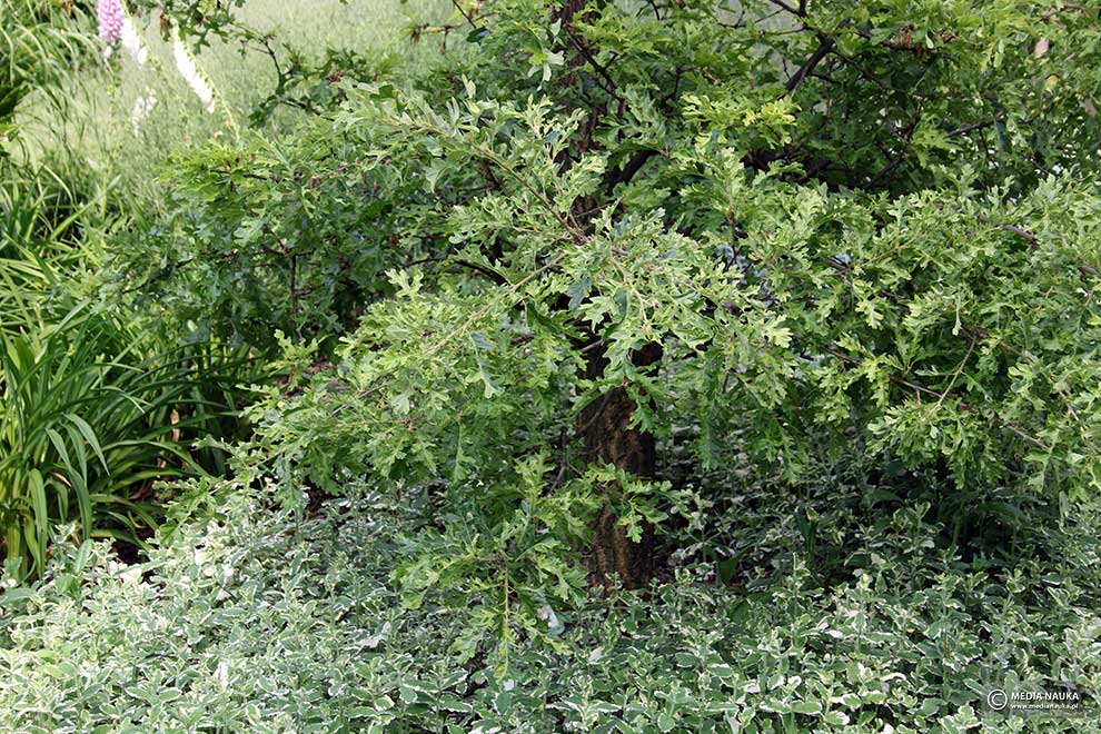 dąb burgundzki (Quercus cerris)