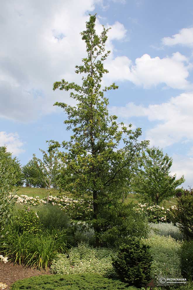 dąb burgundzki (Quercus cerris)