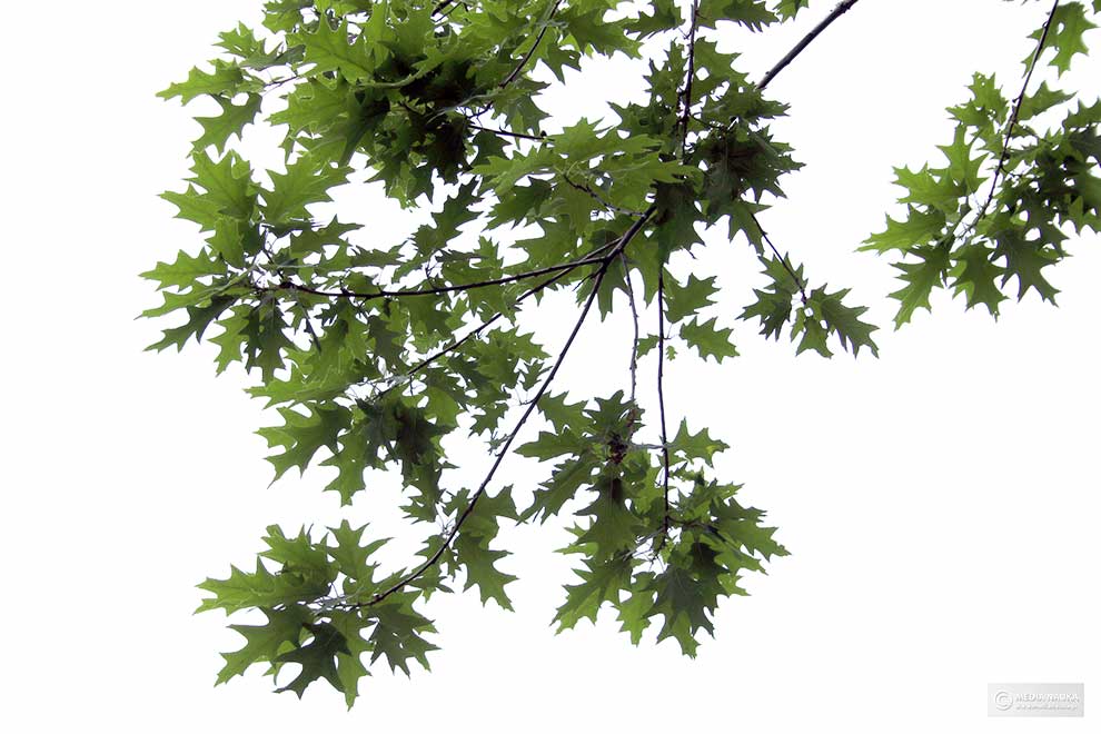 dąb czerwony (Quercus rubra)