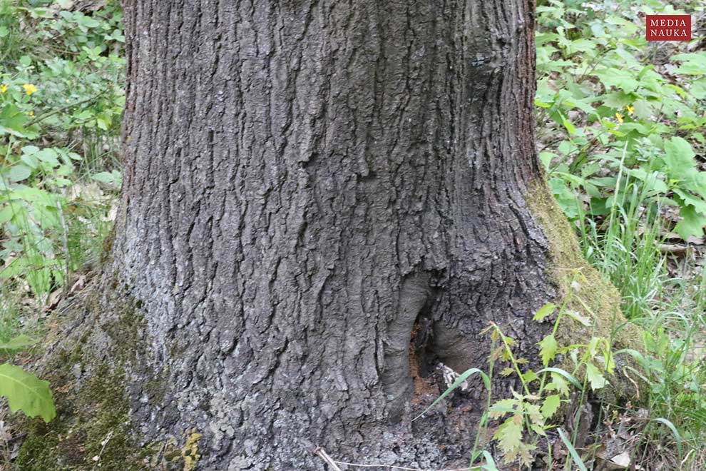 dąb czerwony (Quercus rubra)