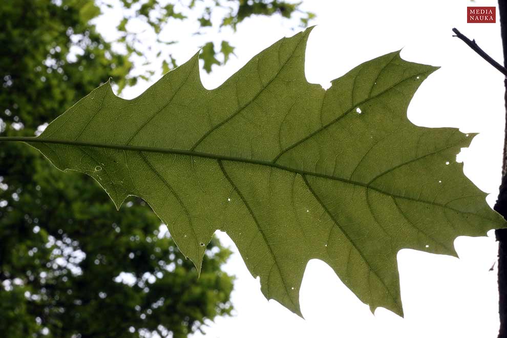 dąb czerwony (Quercus rubra)