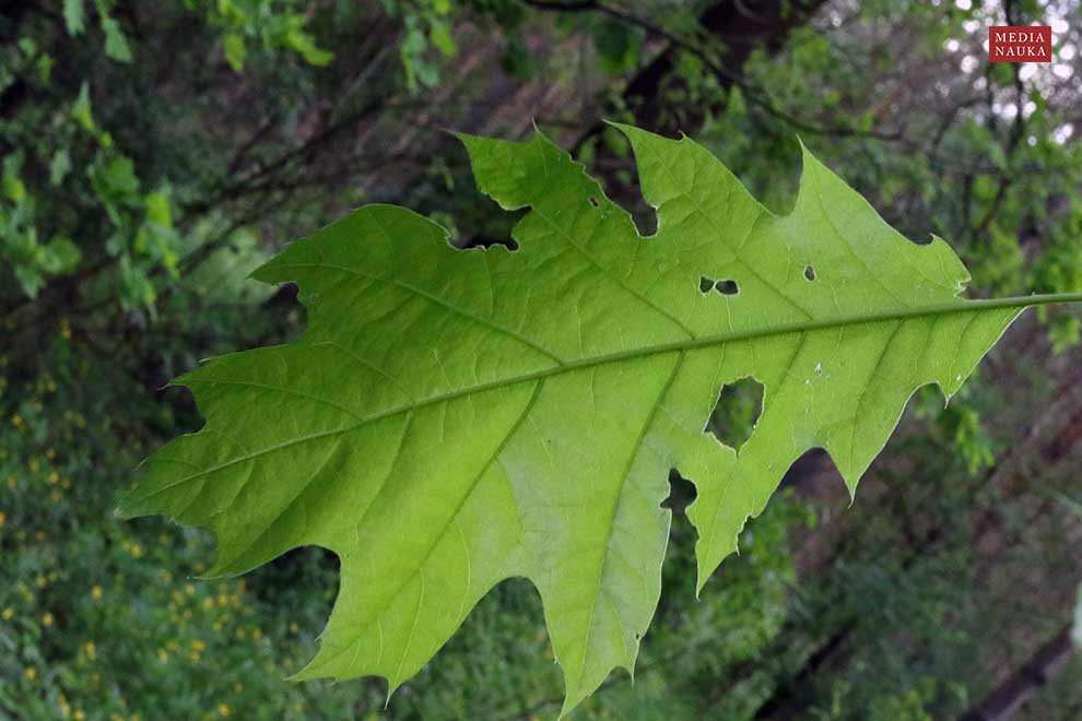 dąb czerwony (Quercus rubra)