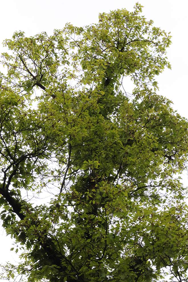 dąb czerwony (Quercus rubra)