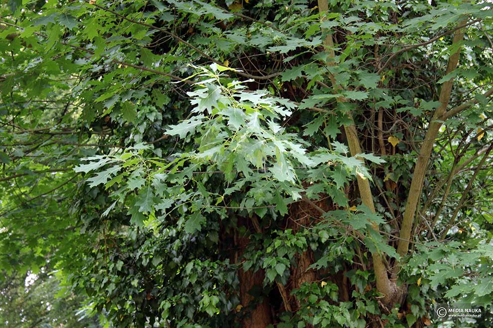 dąb czerwony (Quercus rubra)