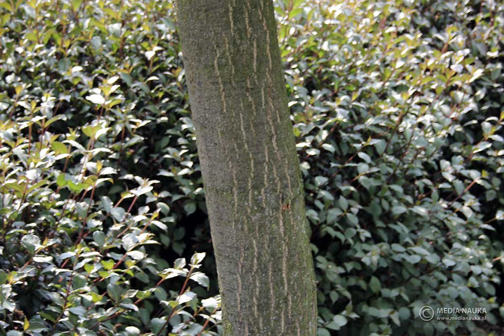 dąb szypułkowy (Quercus robur)
