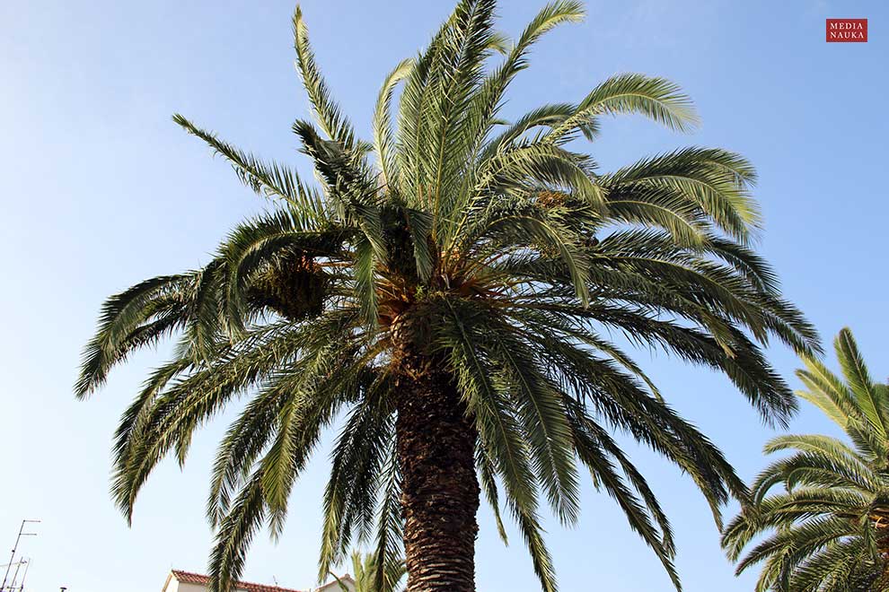 daktylowiec kanaryjski, palma daktylowa (Phoenix canariensis)