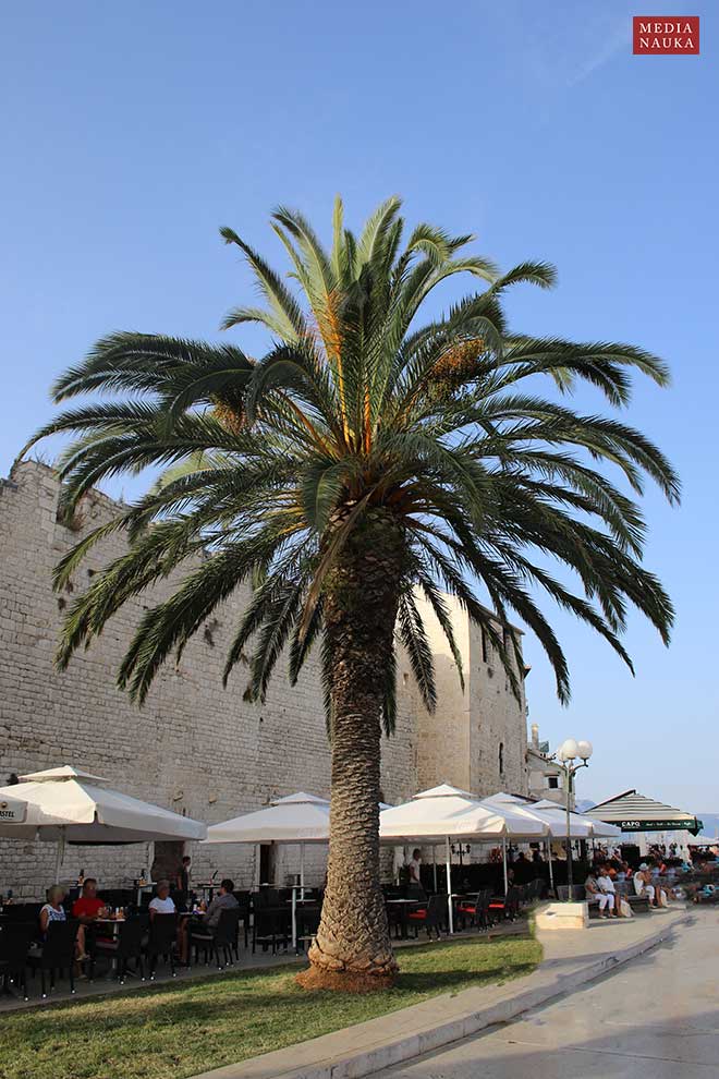 daktylowiec kanaryjski, palma daktylowa (Phoenix canariensis)
