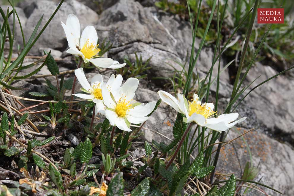 dębik ośmiopłatkowy (Dryas octopetala)