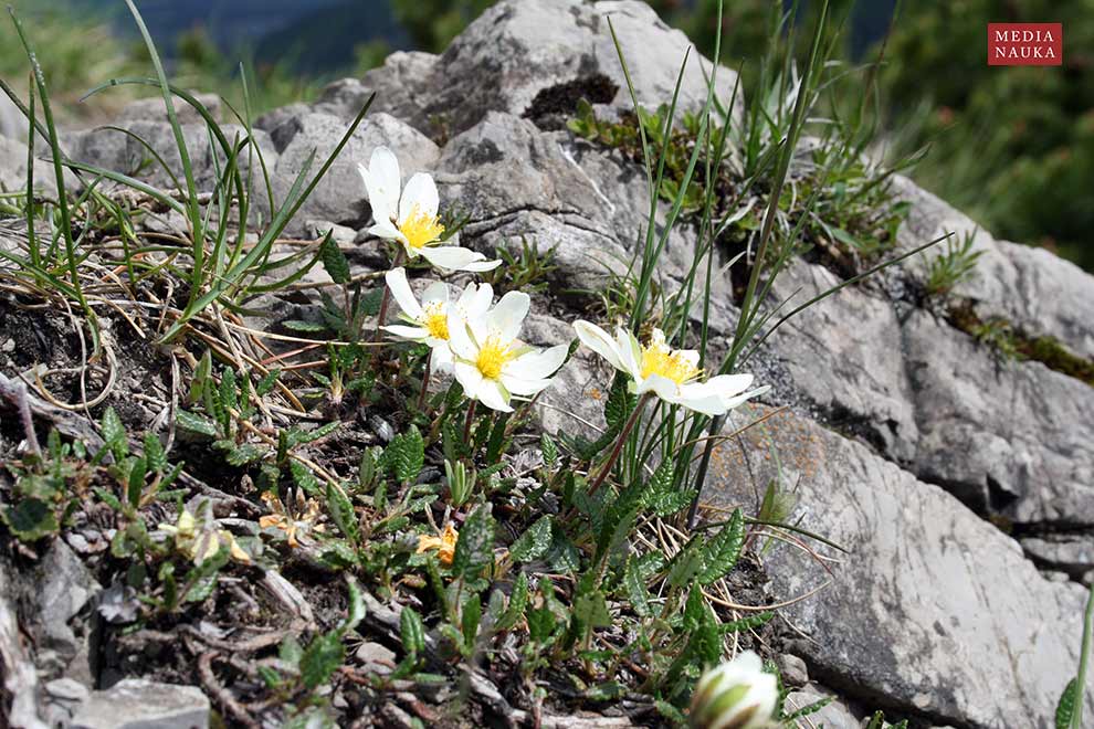 dębik ośmiopłatkowy (Dryas octopetala)