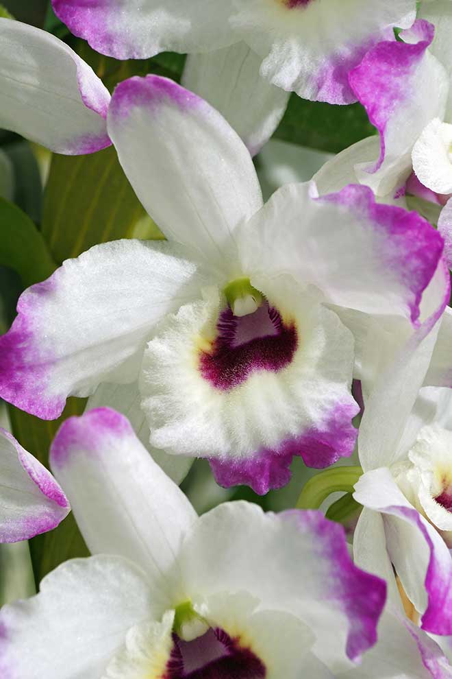 Dendrobium, drzewoporzec