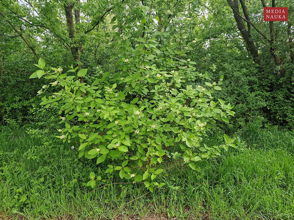 dereń biały (Cornus alba)