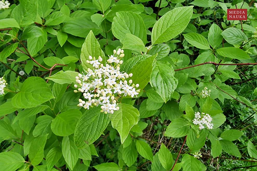 dereń biały (Cornus alba)