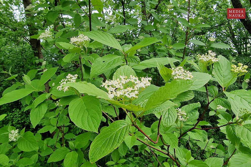dereń biały (Cornus alba)