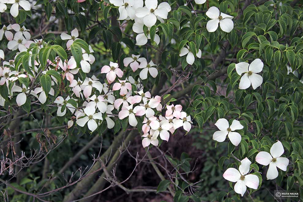 dereń kousa (Cornus kousa)