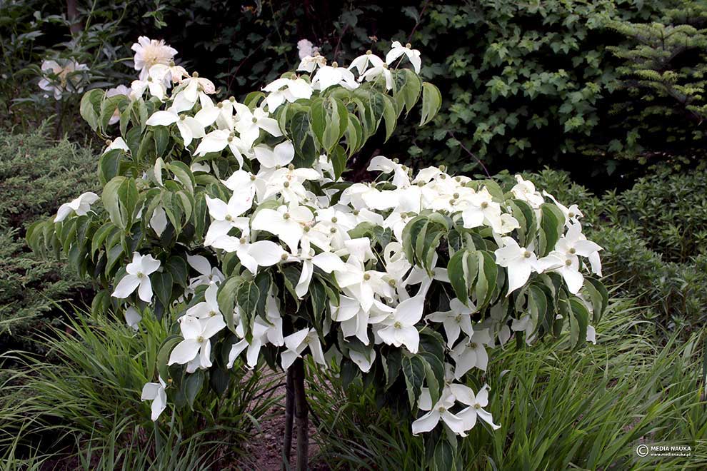 dereń kousa (Cornus kousa)