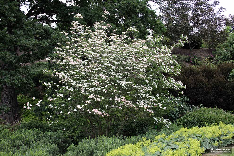 dereń kousa (Cornus kousa)