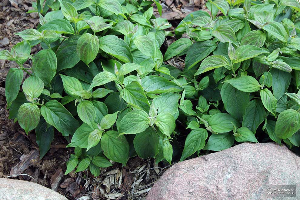 dereń rozłogowy (Cornus sericea)