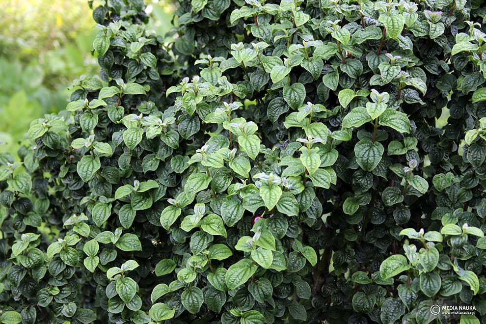 dereń świdwa (Cornus sanguinea)