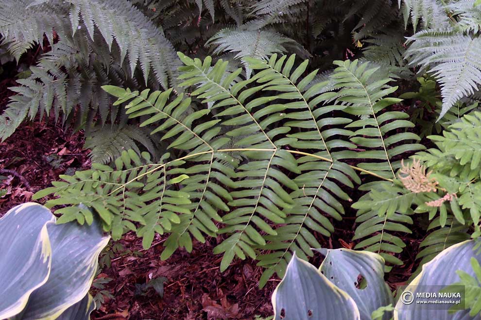 długosz królewski (Osmunda regalis)