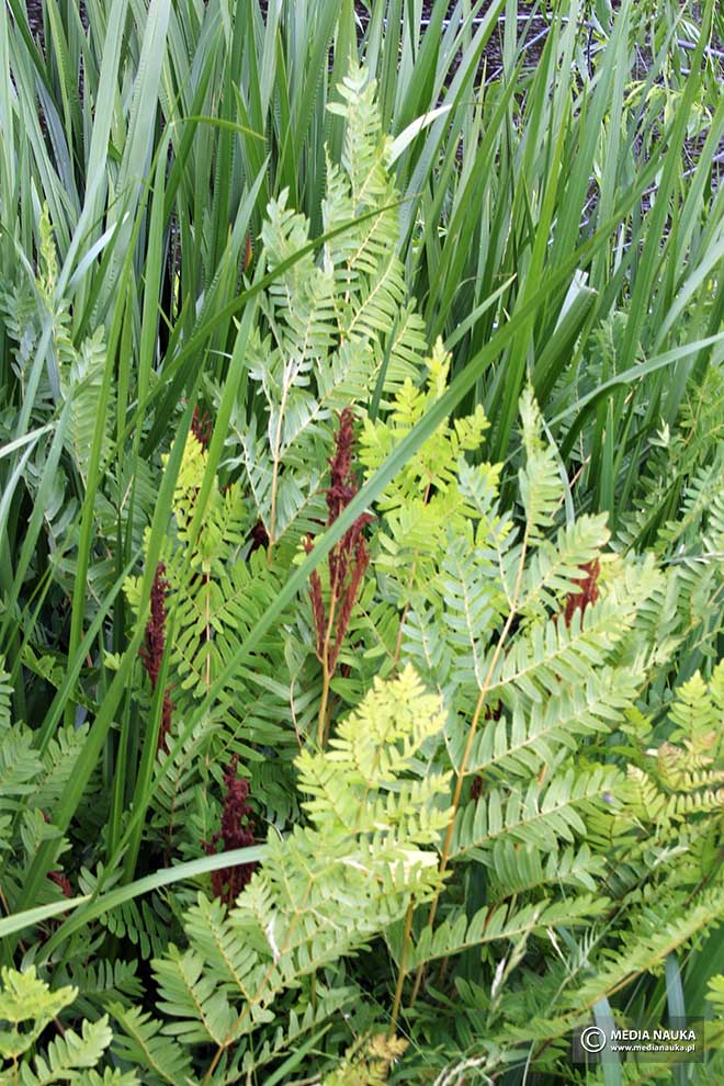 długosz królewski (Osmunda regalis)