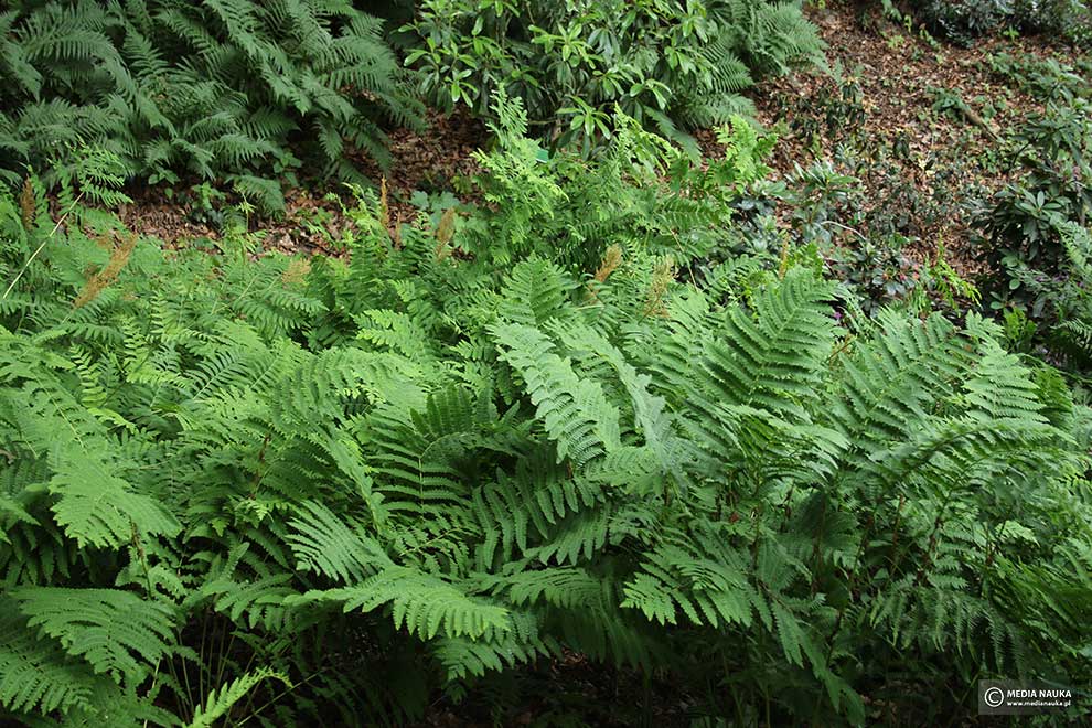 długosz królewski (Osmunda regalis)