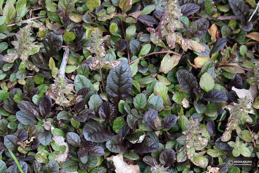dąbrówka rozłogowa, dąbrówka rozesłana (Ajuga reptans)