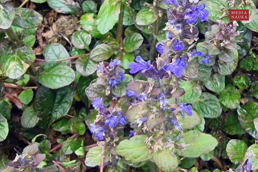 dąbrówka rozłogowa, dąbrówka rozesłana (Ajuga reptans)