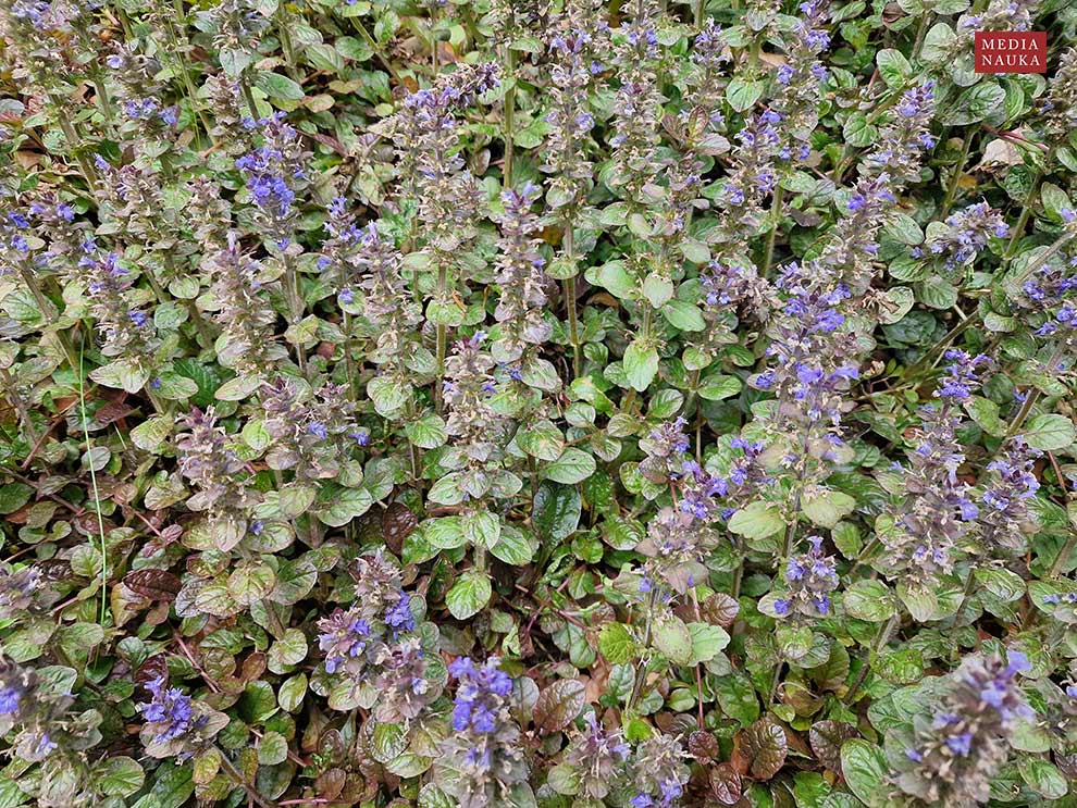 dąbrówka rozłogowa, dąbrówka rozesłana (Ajuga reptans)