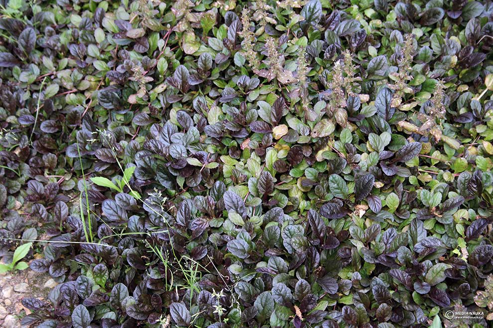 dąbrówka rozłogowa, dąbrówka rozesłana (Ajuga reptans)