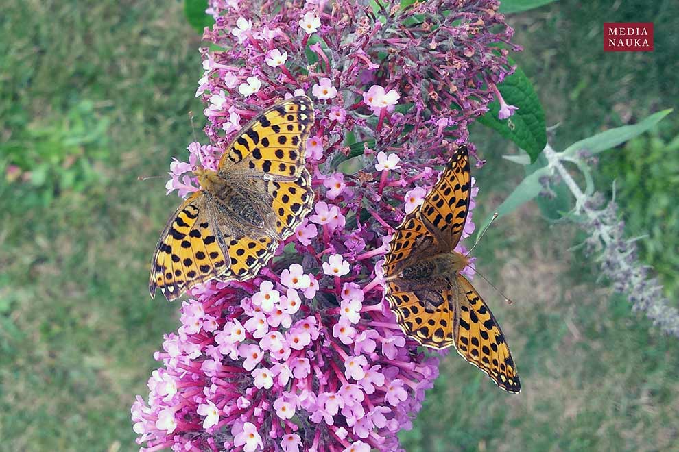 budleja Davida (Buddleja davidii)