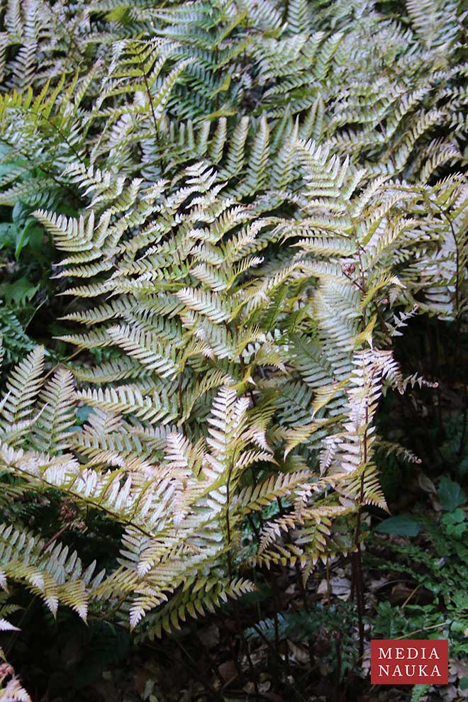 Dryopteris erythrosora