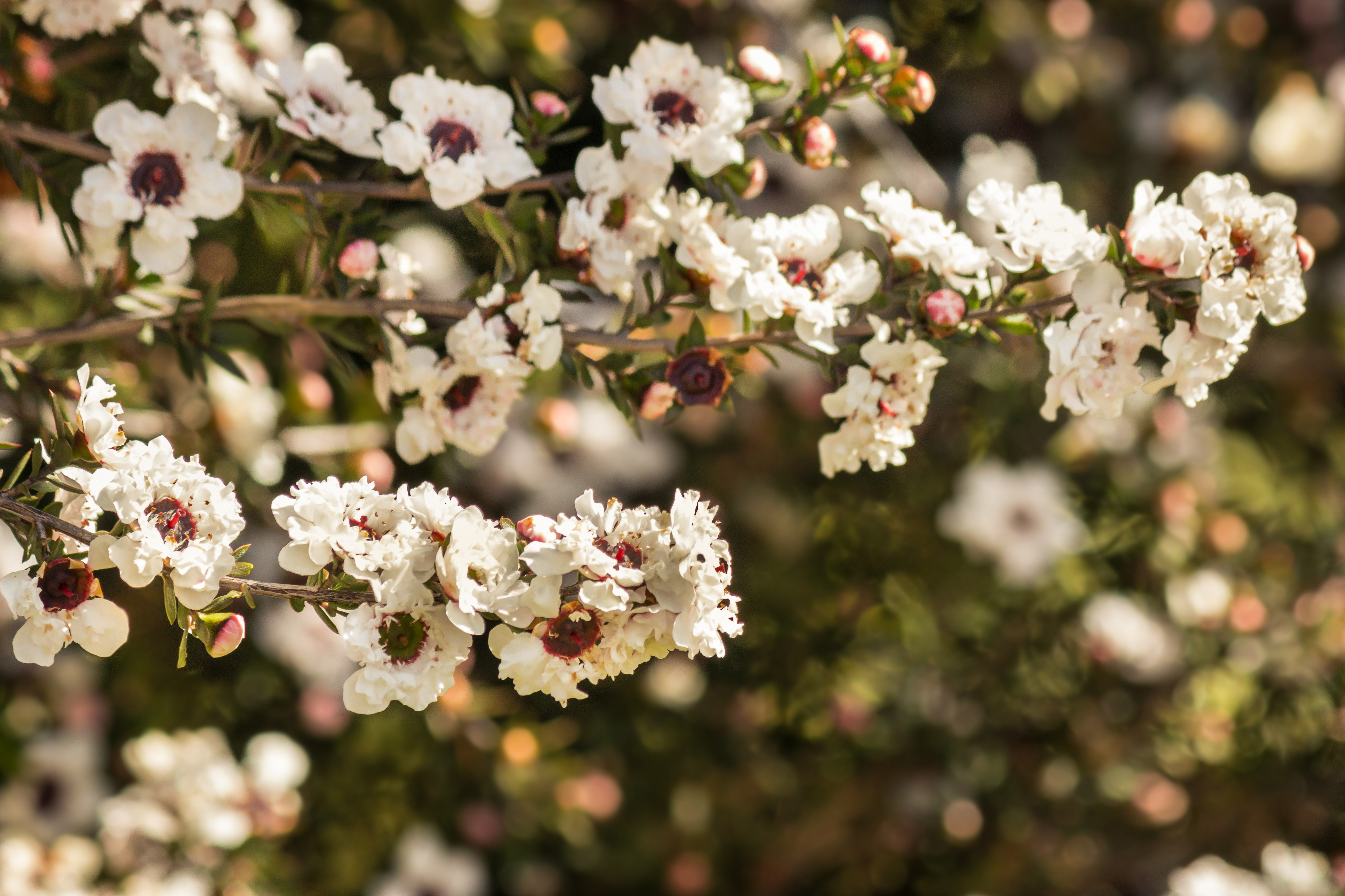 manuka, drzewo herbaciane (Leptospermum scoparium)