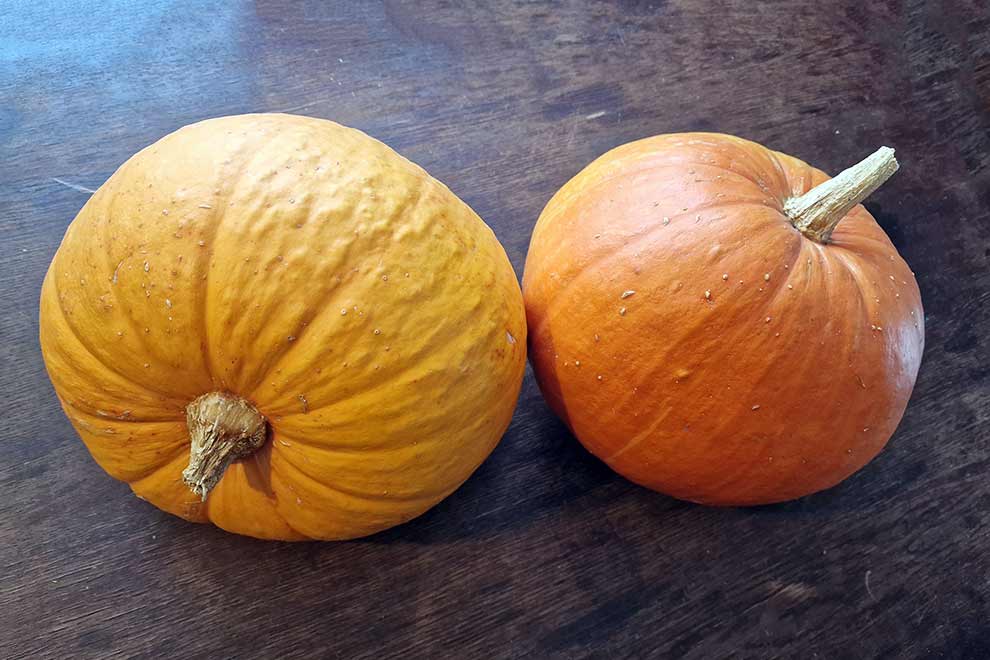 dynia olbrzymia (Cucurbita maxima)