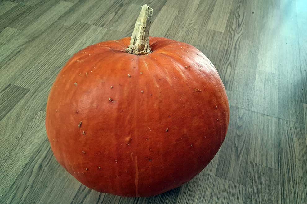 dynia olbrzymia (Cucurbita maxima)