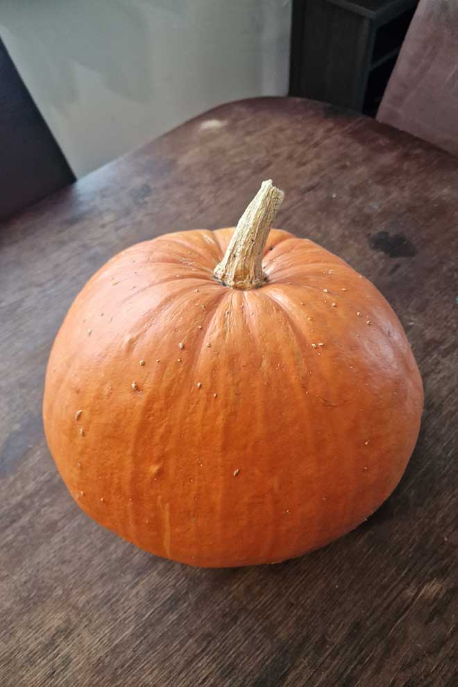 dynia olbrzymia (Cucurbita maxima)