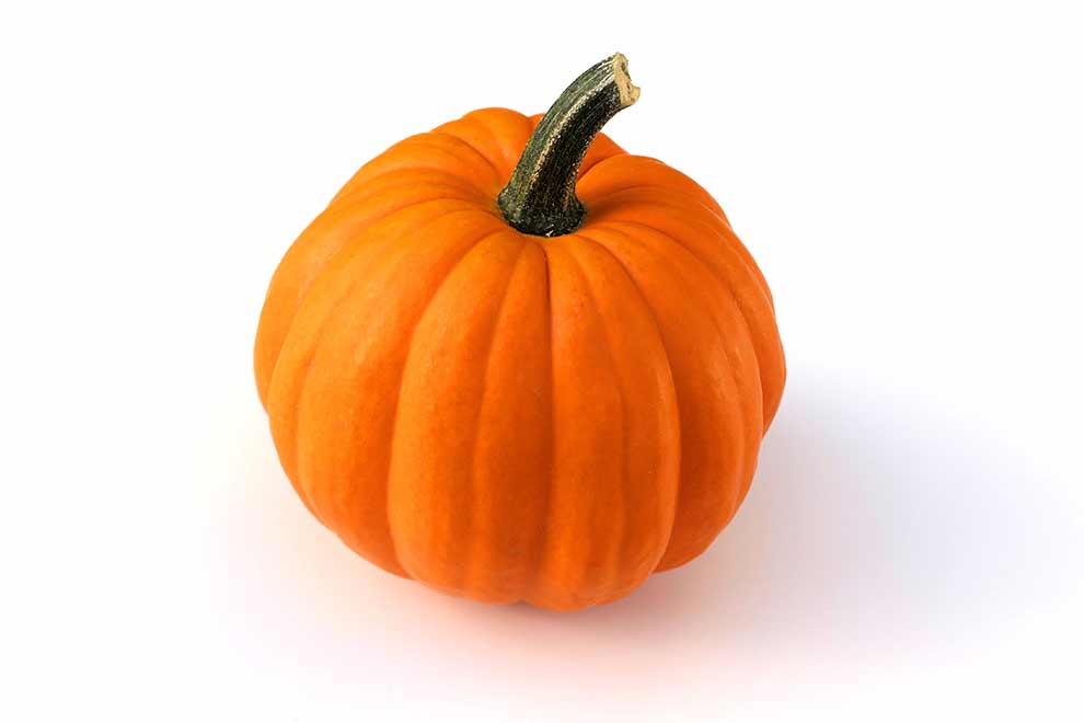 dynia zwyczajna (Cucurbita pepo)