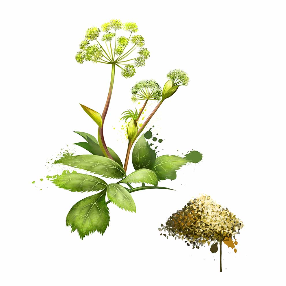 dzięgiel leśny (Angelica sylvestris)