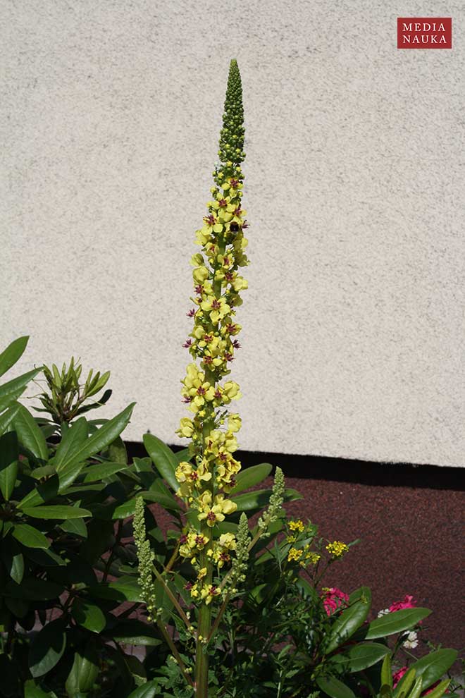 dziewanna pospolita (Verbascum nigrum)