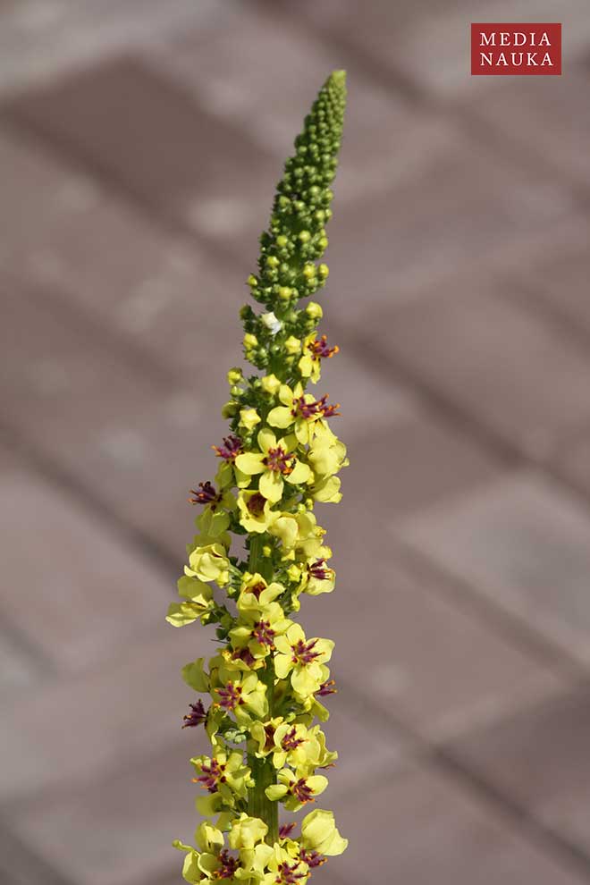 dziewanna pospolita (Verbascum nigrum)