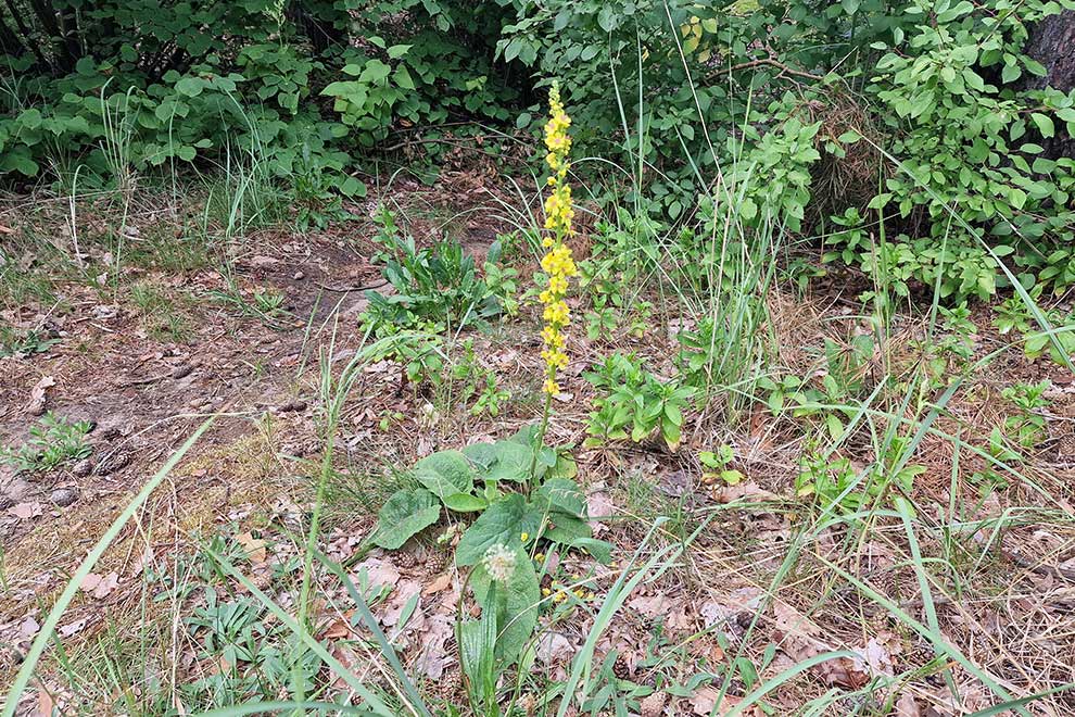 dziewanna pospolita (Verbascum nigrum)