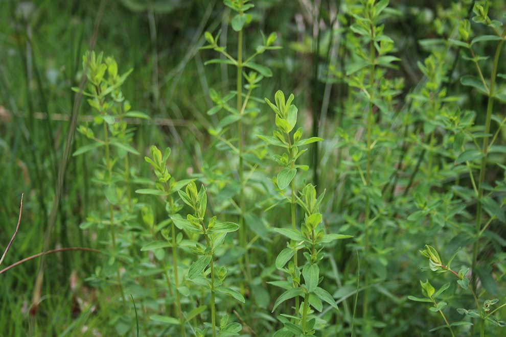 dziurawiec zwyczajny (Hypericum perforatum)