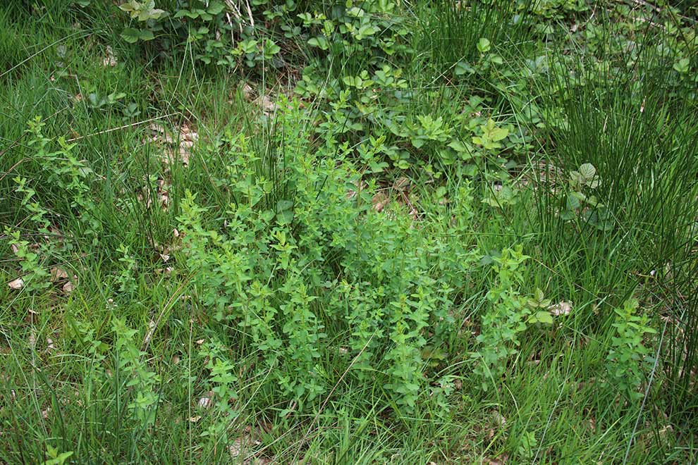 dziurawiec zwyczajny (Hypericum perforatum)