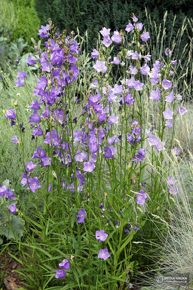 dzwonek brzoskwiniolistny (Campanula persicifolia)
