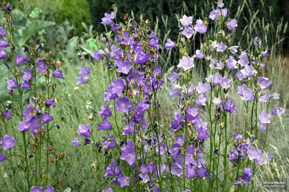 dzwonek brzoskwiniolistny (Campanula persicifolia)