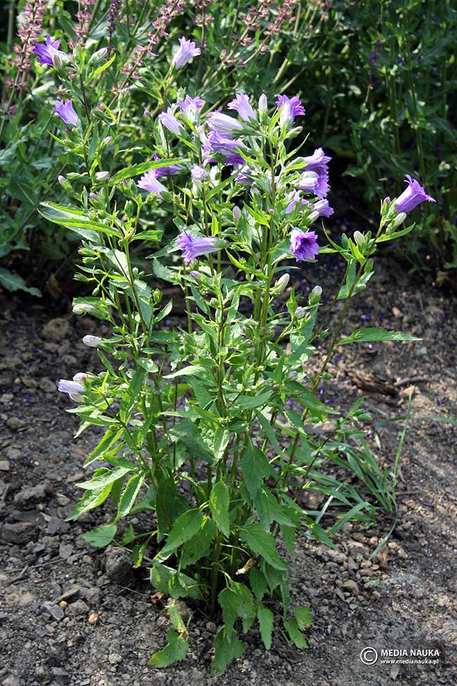 dzwonek pokrzywolistny (Campanula trachelium)